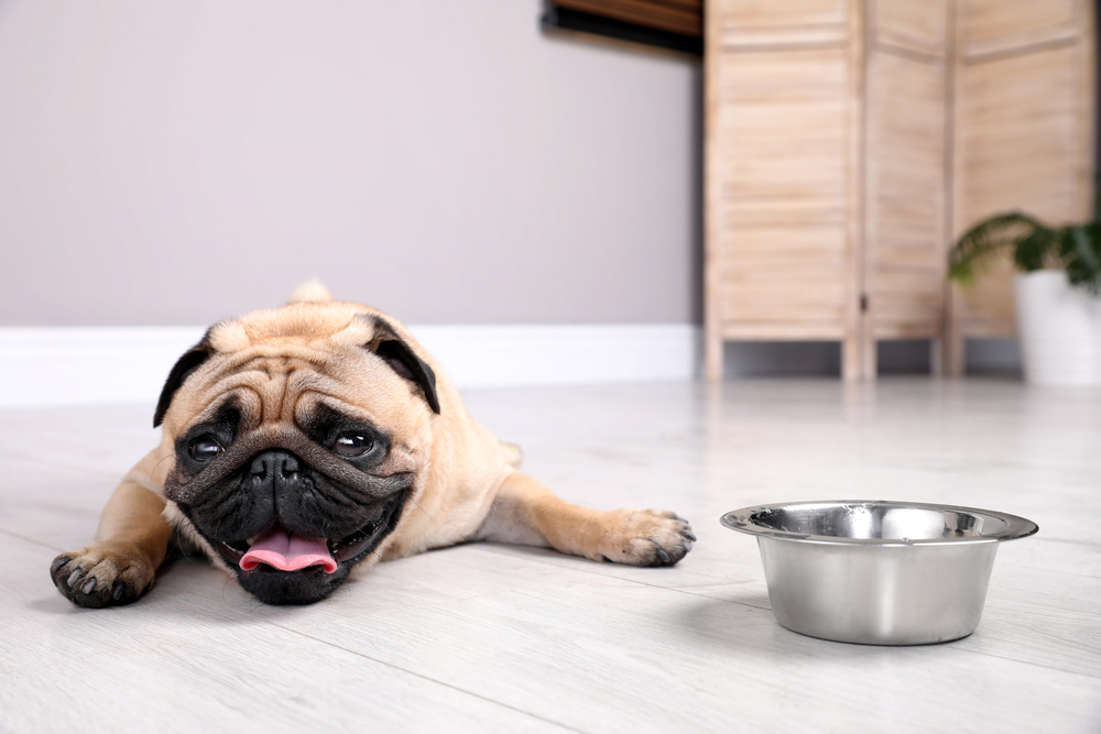 Caldo in arrivo: come proteggere il cane in appartamento