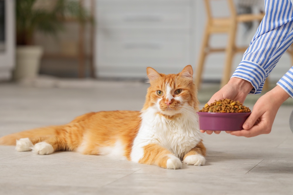 Il gatto non mangia: quando preoccuparsi davvero