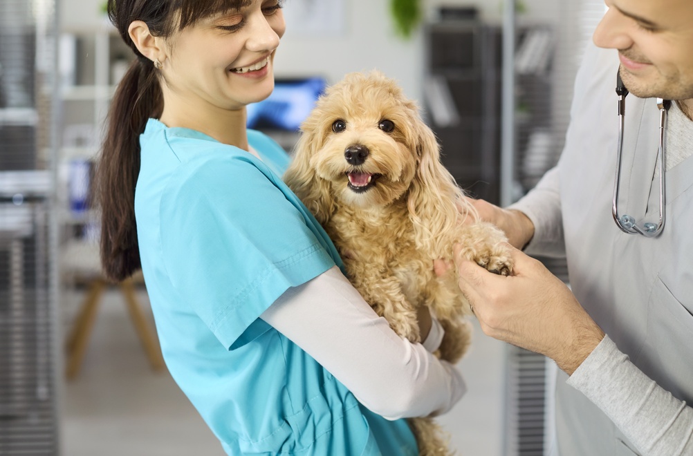 Cellule staminali per cani e gatti: cosa dice la scienza