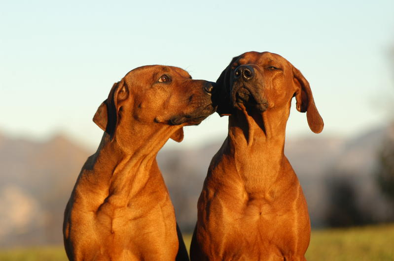 Pensione per cani: come sceglierla bene quando le vacanze non si possono condividere