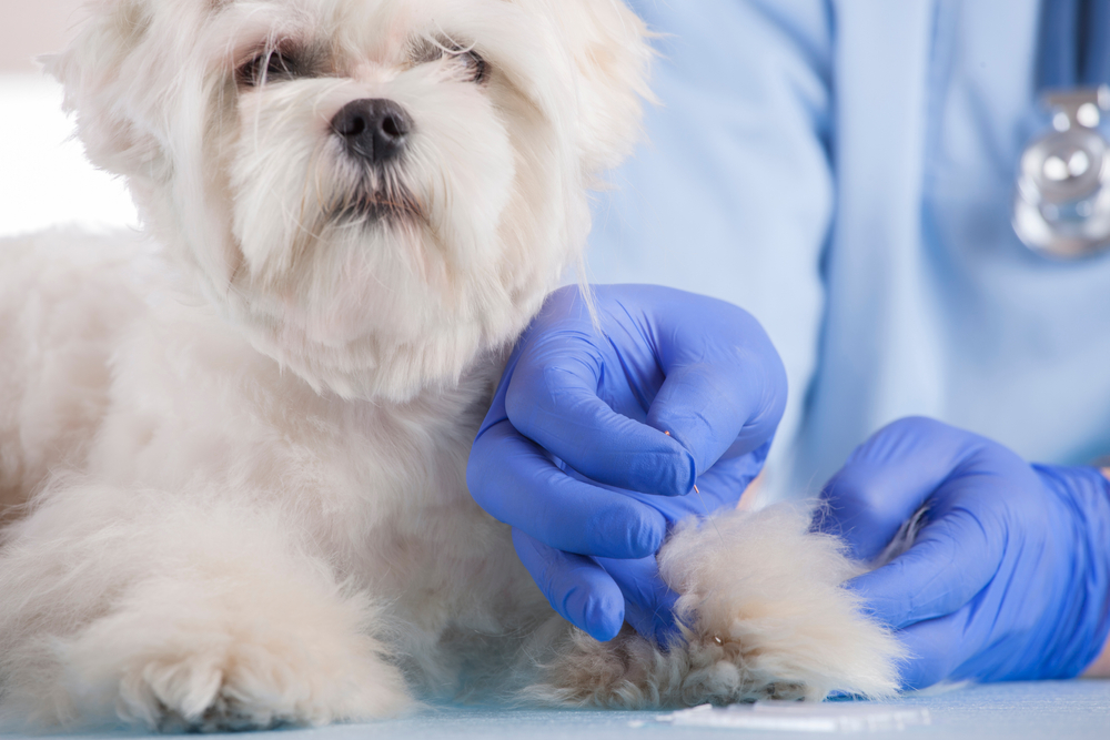 Agopuntura veterinaria: il nuovo trend del benessere pet… 