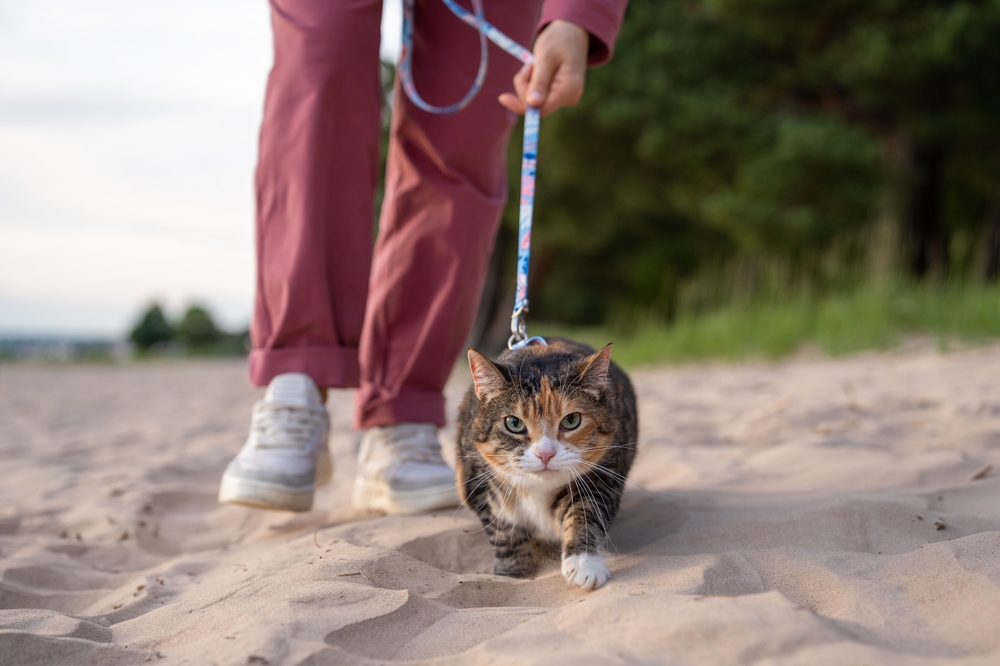 Cat walking, sì o no?