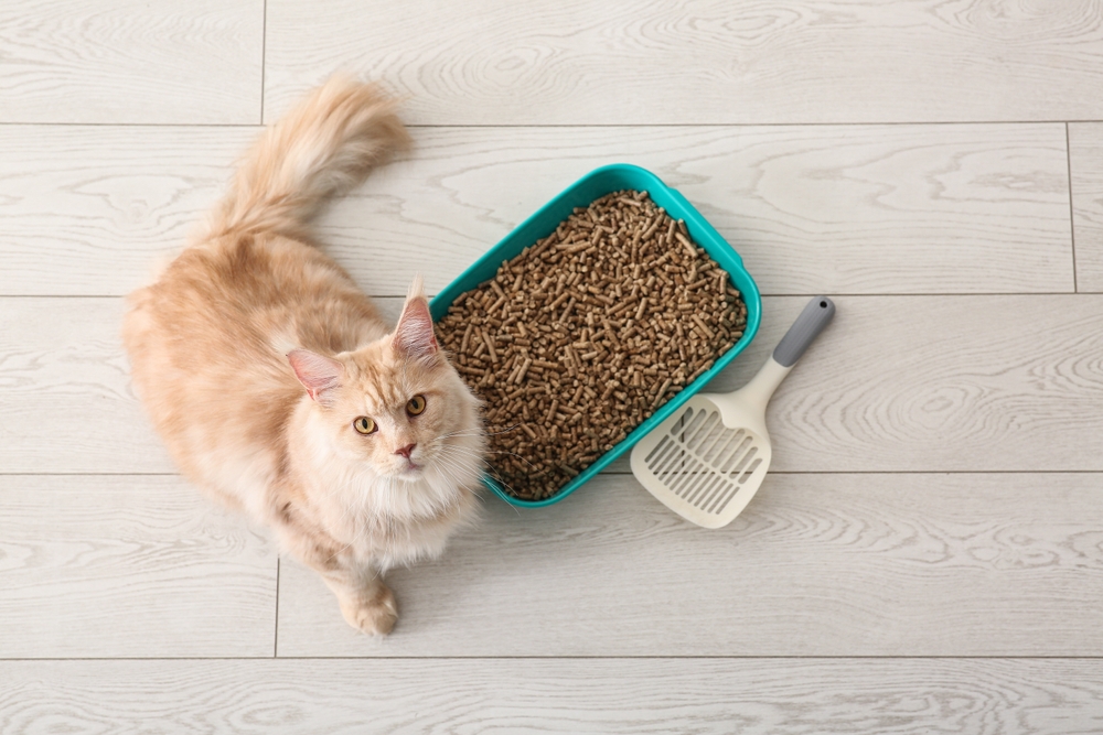Perché il gatto non usa la lettiera
