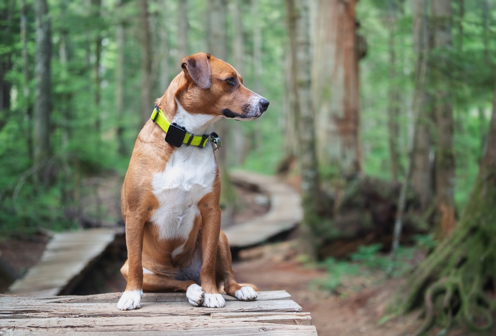 Collare GPS per cani: vale davvero la pena?