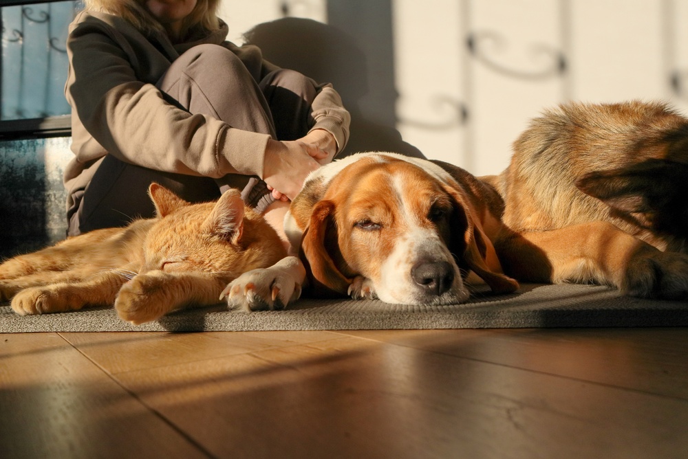 Cane e gatto insieme: si può fare?